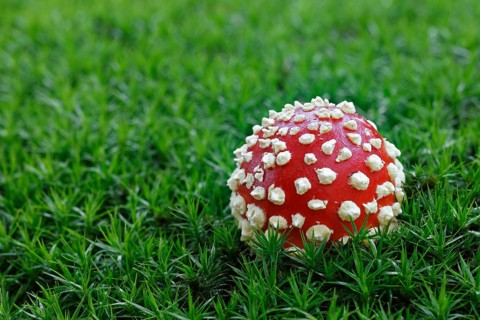 Fly agaric