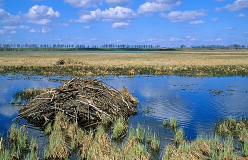 European beaver