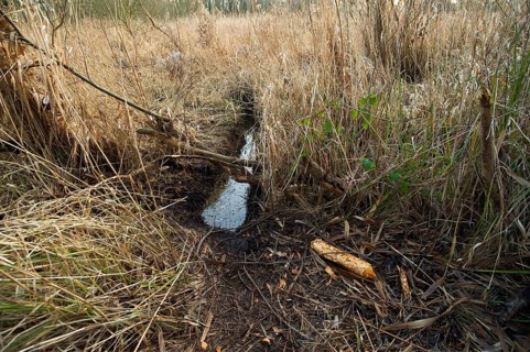 European beaver