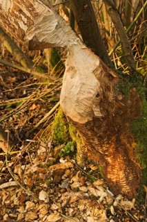 European beaver
