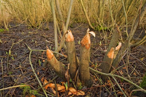 European beaver