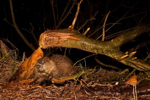 European beaver