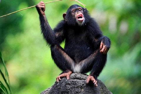 Common chimpanzee