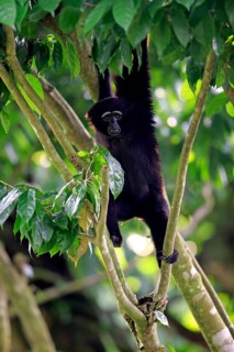 Agile black-handed gibbon