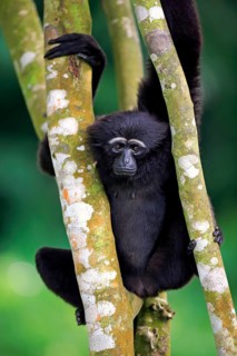 Agile black-handed gibbon