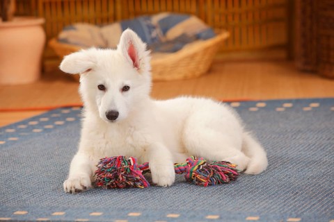 White Swiss Shepherd Dog