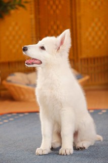 White Swiss Shepherd Dog