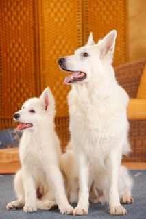 White Swiss Shepherd Dogs