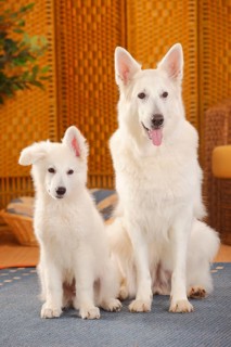 White Swiss Shepherd Dogs