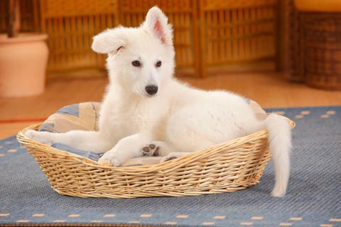 White Swiss Shepherd