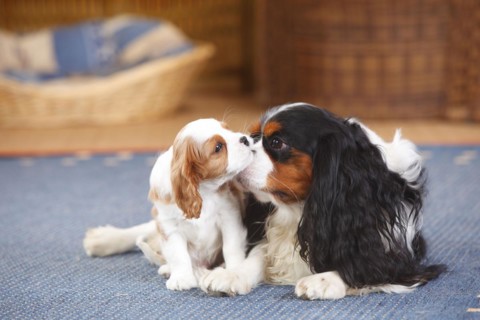 Cavalier King Charles Spaniel