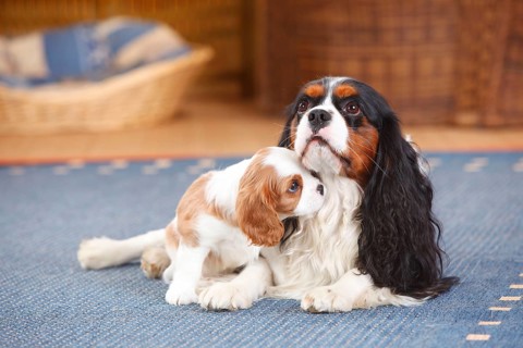 Cavalier King Charles Spaniel
