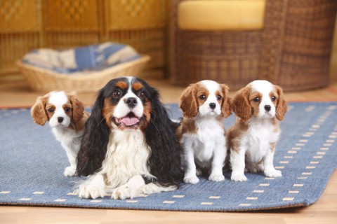 Cavalier King Charles Spaniel