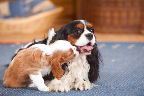 Cavalier King Charles Spaniel
