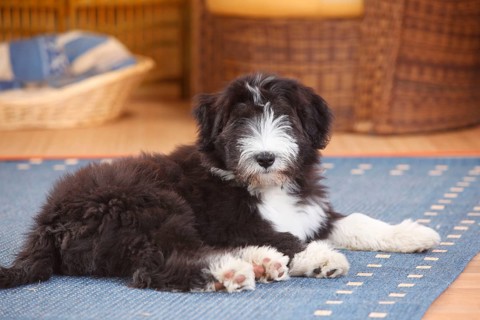 Bearded Collie