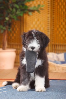 Bearded Collie