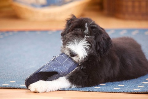 Bearded Collie