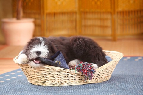 Bearded Collie