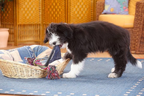 Bearded Collie