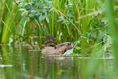 European beaver