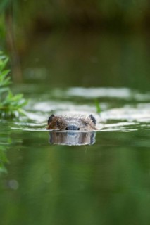 European beaver
