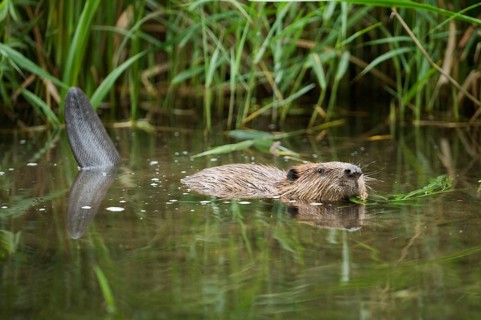 European beaver