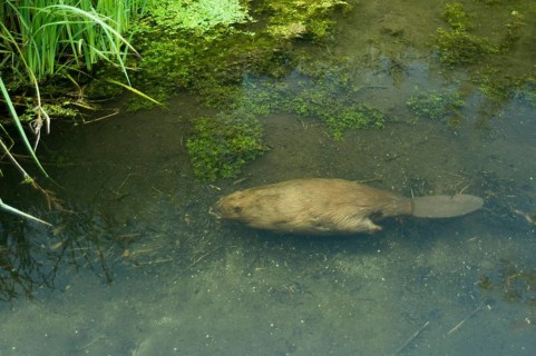 European beaver