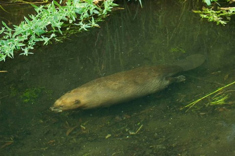 European beaver