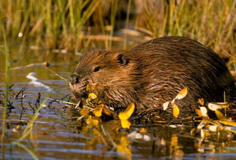 Canada beaver