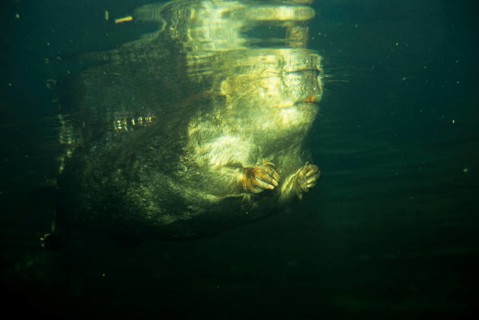Canada Beaver