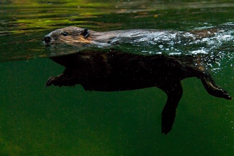 Canada beaver