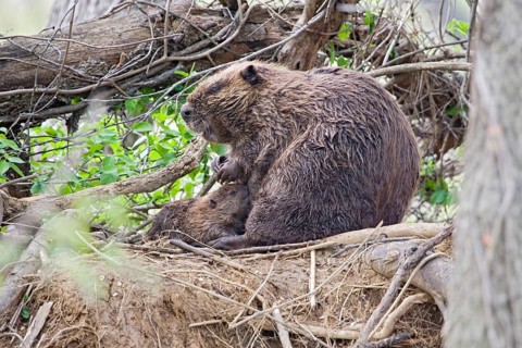 American Beaver