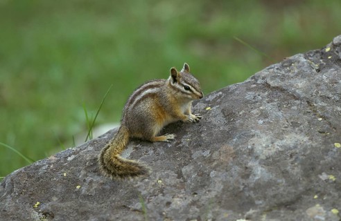Least chipmunk