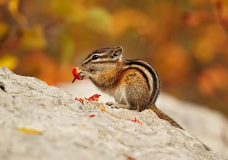 Least Chipmunk