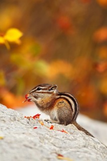 Least Chipmunk