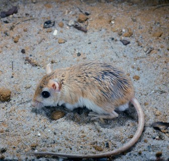 Egyptian gerbil