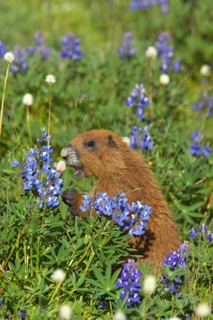 Olympic marmot