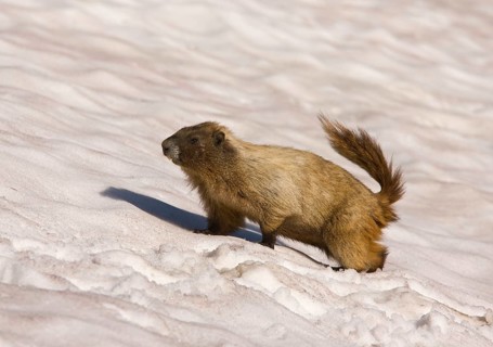 Hoary Marmot