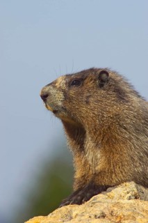 Hoary marmot