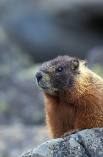 Yellow-bellied marmot
