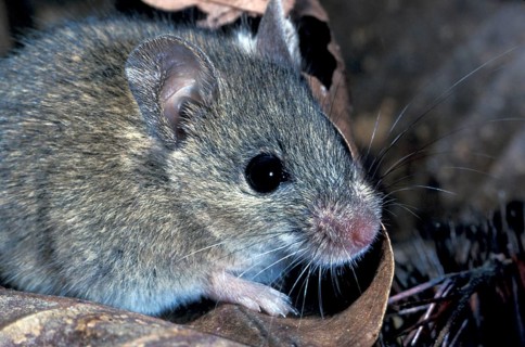 Sylvaemus sylvaticus