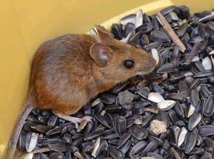 Sylvaemus sylvaticus