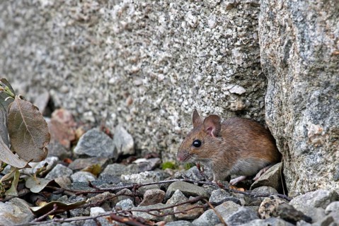 Sylvaemus sylvaticus
