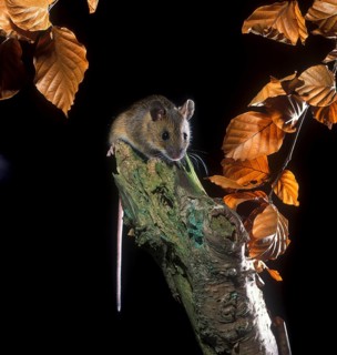 Yellow-necked mice