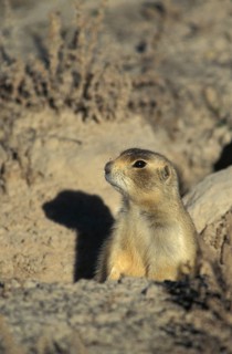 White-tailed prairie dog