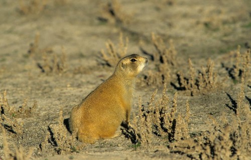 White-tailed prairie dog