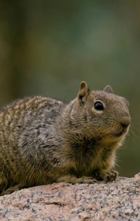 Mexican Spotted Squirrel