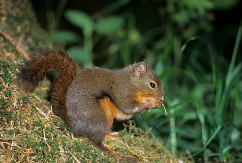 Douglas Squirrel