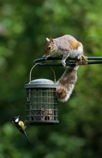 Eastern gray squirrel