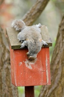 Eastern gray squirrel